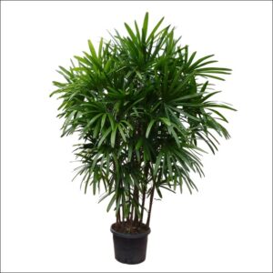 Large XXL Rhapis Palm featuring dense clusters of elegant fan-shaped green leaves, displayed in a stylish indoor planter.