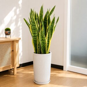 Tall fluted cylindrical FRP planter 2 feet with saucer, modern indoor and outdoor decorative plant pot