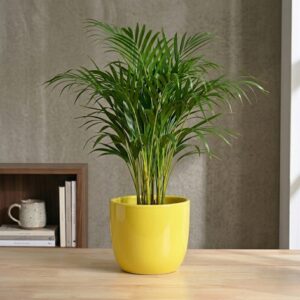 Terra Bloom 10-inch ceramic large plant pot for indoor floor plants