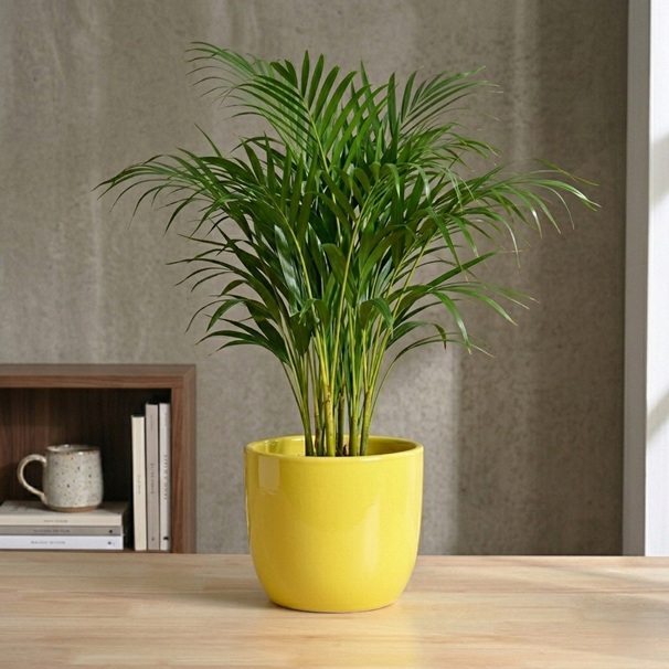 Terra Bloom 10-Inch Ceramic Planter 1 Terra Bloom 10-inch ceramic large plant pot for indoor floor plants