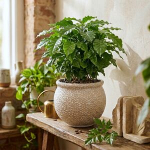 Terra Bloom 12-inch textured ceramic large plant pot for indoor plants