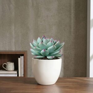 Terra Bloom 4-inch ceramic planter for mini indoor plants