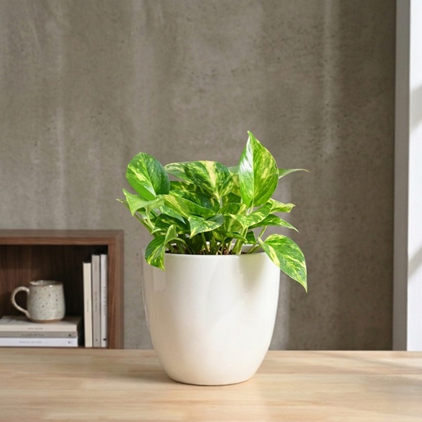 Terra Bloom 5-Inch Ceramic Planter 1 Terra Bloom 5-inch ceramic planter for indoor plants