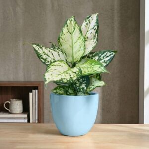 Terra Bloom 8-inch ceramic medium plant pot for indoor plants