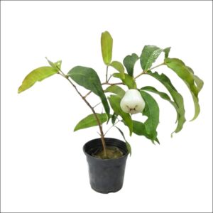 Water Apple Plant (Syzygium aqueum) live tropical fruit tree with green foliage