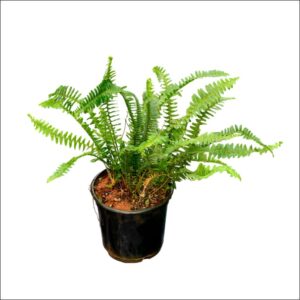 Boston Fern Plant (Nephrolepis exaltata) in a hanging pot with lush, feathery green fronds.