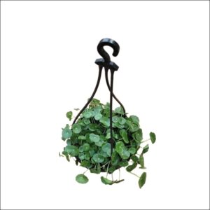 Live Brahmi Hanging Plant (Bacopa monnieri) in a hanging pot with dense green trailing leaves.