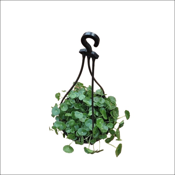 Brahmi Hanging Plant 1 Live Brahmi Hanging Plant (Bacopa monnieri) in a hanging pot with dense green trailing leaves.