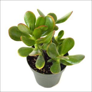 Crassula ovata (Jade Plant) with thick green succulent leaves in a decorative pot for outdoor garden and balcony décor.