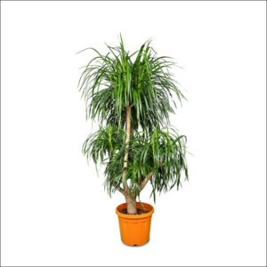 Dracaena Draco Plant XL with thick trunk and lush green sword-shaped leaves in a plastic pot, large indoor Dragon Tree houseplant for home and office décor.