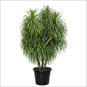 Dracaena Draco Plant XXL with thick trunk and lush green sword-shaped leaves in a large pot, premium indoor Dragon Tree houseplant for décor.