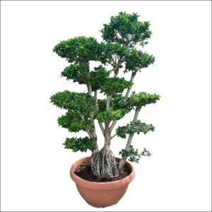 Ficus Microcarpa Bonsai Tree XL in an 18–30 inch bonsai pot with lush green foliage