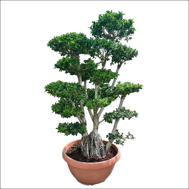 Ficus Microcarpa Bonsai Tree XL 1 Ficus Microcarpa Bonsai Tree XL in an 18–30 inch bonsai pot with lush green foliage