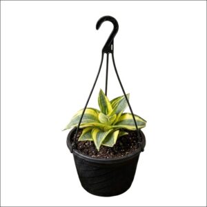 Golden Snake Plant (Sansevieria) in a hanging pot with upright green leaves edged in yellow.