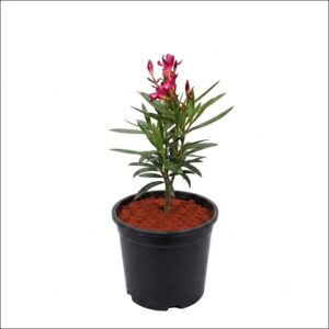 Live Kaner Plant (Oleander) with colorful flowers and green foliage