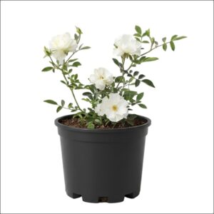Miniature Rose Plant Medium with vibrant rose blooms in a 10–12 inch nursery pot