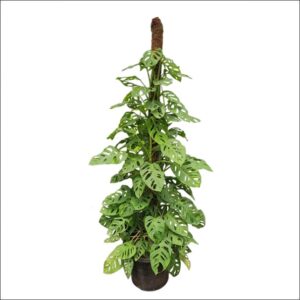 Tall Monstera Adansonii Plant XL with lush green perforated leaves for premium indoor home and office décor