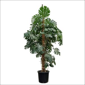 Monstera Deliciosa Plant XXL with large split green leaves in a decorative pot, premium tropical indoor houseplant for home, office, and interior décor.