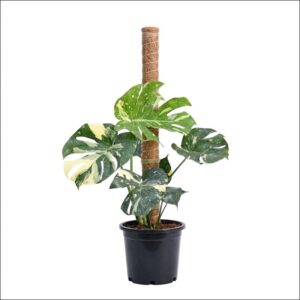 Live Monstera Thai Constellation Plant XL with large green leaves featuring beautiful creamy-white variegated patterns in a premium pot, perfect for luxury indoor décor.