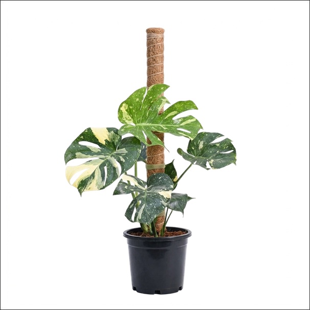 Monstera Thai Constellation Plant XL 1 Live Monstera Thai Constellation Plant XL with large green leaves featuring beautiful creamy-white variegated patterns in a premium pot, perfect for luxury indoor décor.