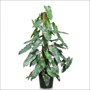 Premium Philodendron Burle Marx Plant XL with lush green tropical leaves for elegant indoor home and office décor