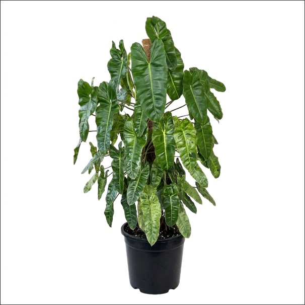 Philodendron Paraiso Verde Plant XL 1 Premium Philodendron Paraiso Verde Plant XL with unique variegated green leaves for elegant indoor home and office décor