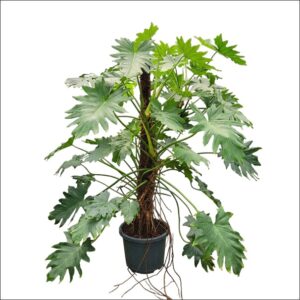 Philodendron Selloum Plant XL with large deeply lobed green leaves in a plastic pot, ideal as a large indoor houseplant.