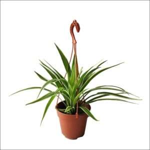 Spider Hanging Plant with green and green-white striped leaves in hanging basket