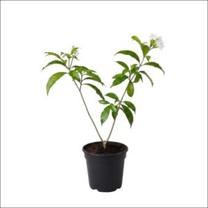 Tagar Plant (Nandi Battalu) live flowering plant with white blooms