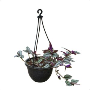 Wandering Jew Hanging Plant (Tradescantia zebrina) in a hanging pot.